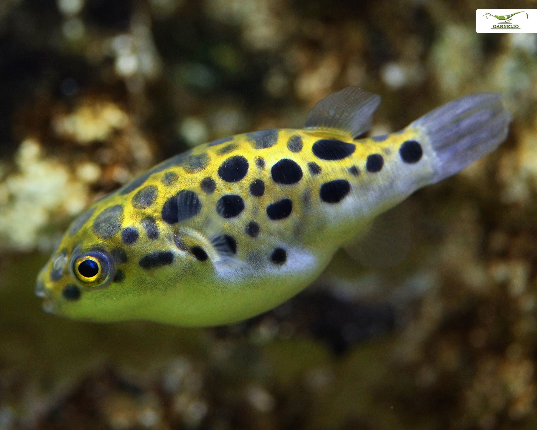 Tetraodon nigroviridis (Green Spotted Puffer)